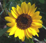 tn_sunflower.jpg (69498 bytes)