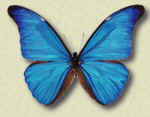 butterfly14.jpg (49076 bytes)