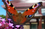 butterflybest911.jpg (77931 bytes)