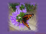 butterflywallpaper.jpg (119572 bytes)