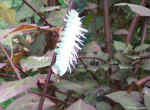 caterpillar.jpg (85655 bytes)