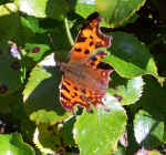 butterfly1.jpg (82502 bytes)