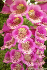 foxglovecloseup.jpg (104964 bytes)