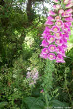 foxglovemay30.jpg (142045 bytes)