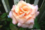peachrose.jpg (65452 bytes)