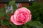 pinkrose.jpg (70442 bytes)