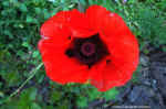 poppy2.jpg (92566 bytes)