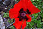 poppy.jpg (84019 bytes)