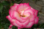 rose1.jpg (66553 bytes)