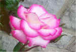 rose4.jpg (81698 bytes)