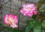 rose5.jpg (103054 bytes)