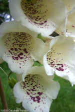 whiteflxglove.jpg (60618 bytes)