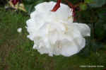 whiterose.jpg (55846 bytes)