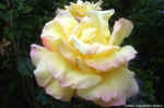 yellowrose.jpg (64772 bytes)