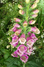 foxglove3.jpg (82190 bytes)