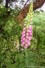 foxglovefriday.jpg (106267 bytes)