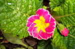 primula.jpg (100351 bytes)