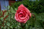 rose4.jpg (80234 bytes)