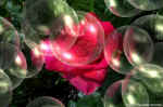 rose7.jpg (91105 bytes)