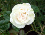 whiterose1.jpg (120582 bytes)