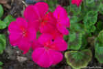 geranium.jpg (64145 bytes)