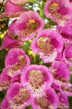 Dcp_0718.jpg (103931 bytes)