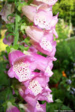 Dcp_0719.jpg (73394 bytes)