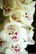 Dcp_0720.jpg (73631 bytes)