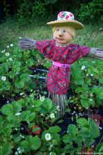 Dcp_0723.jpg (130798 bytes)