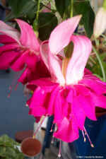 Dcp_0731.jpg (63757 bytes)