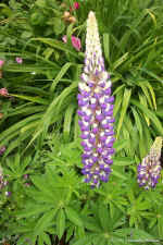 tn_DCP_0646.jpg (133588 bytes)