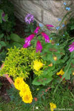 tn_DCP_0615.jpg (144364 bytes)