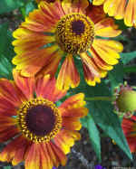 orangeflowers.jpg (221135 bytes)