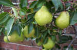 pears.jpg (106450 bytes)