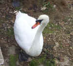 swan.jpg (199528 bytes)