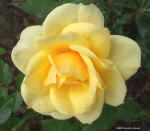 yellow rose.jpg (70854 bytes)