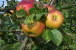 apples.jpg (405582 bytes)