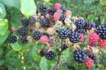 blackraspberries2.jpg (120059 bytes)