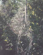 spiderweb.jpg (79400 bytes)