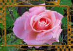1rose.jpg (52904 bytes)