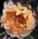 orangerose.jpg (55343 bytes)