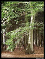 Dscn9050-630.jpg (104939 bytes)