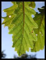 Dscn9256-630.jpg (53804 bytes)