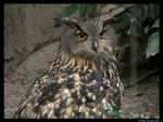 owl.jpg (52476 bytes)
