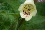 foxglove1.jpg (54641 bytes)