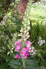 foxglove2.jpg (93031 bytes)