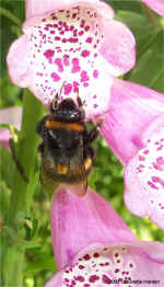 foxglove and bee.jpg (114387 bytes)