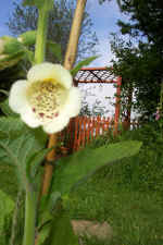 foxglovenarch.jpg (72212 bytes)